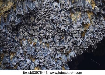 Stock Photograph - "Hundreds of bats in a cave above the altar, Temple of the Bats or Goa Lawah, Bali, Indonesia, Asia". Fotosearch