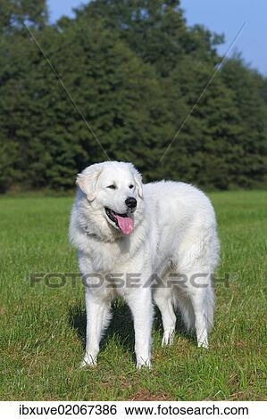 "Hungarian Kuvasz (Canis lupus familiaris) male, guard dog" View Large Photo Image Stock Photograph - "Hungarian Kuvasz (Canis lupus familiaris) male, guard dog". Fotosearch
