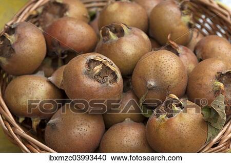 Hungarian Medlars (Mespolus sp. ) in a basket View Large Photo Image Stock Image - Hungarian Medlars (Mespolus sp. ) in a basket. Fotosearch