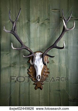 "Hunting trophy, 14-point-antlers, mounted red deer antlers on a wooden wall" View Large Photo Image Stock Photograph - "Hunting trophy, 14-point-antlers, mounted red deer antlers on a wooden wall". Fotosearch