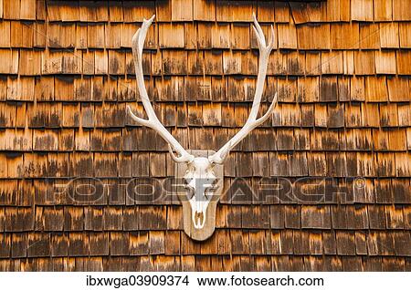 "Hunting trophy at a clapboard wall, Berchtesgaden, Bavaria, Germany, Europe" View Large Photo Image Picture - "Hunting trophy at a clapboard wall, Berchtesgaden, Bavaria, Germany, Europe". Fotosearch