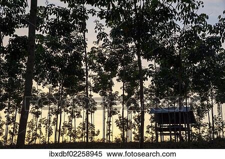 "Hut, Para rubber trees or rubber trees (Hevea brasiliensis) in a plantation, evening light, dusk, Northern Thailand, Thailand, Asia" View Large Photo Image Stock Photography - "Hut, Para rubber trees or rubber trees (Hevea brasiliensis) in a plantation, evening light, dusk, Northern Thailand, Thailand, Asia". Fotosearch