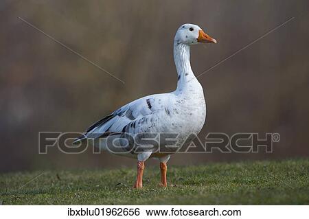 "Hybrid between Greylag or Graylag goose (Anser anser) and Domestic goose, Stuttgart, Baden-Wuerttemberg, Germany, Europe" View Large Photo Image Stock Photograph - "Hybrid between Greylag or Graylag goose (Anser anser) and Domestic goose, Stuttgart, Baden-Wuerttemberg, Germany, Europe". Fotosearch