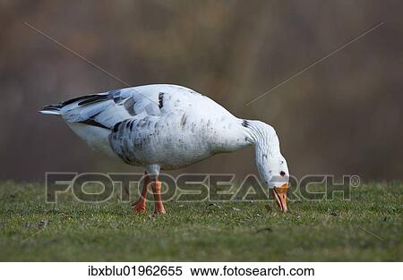 "Hybrid between Greylag or Graylag goose (Anser anser) and Domestic goose, Stuttgart, Baden-Wuerttemberg, Germany, Europe" View Large Photo Image Stock Photography - "Hybrid between Greylag or Graylag goose (Anser anser) and Domestic goose, Stuttgart, Baden-Wuerttemberg, Germany, Europe". Fotosearch