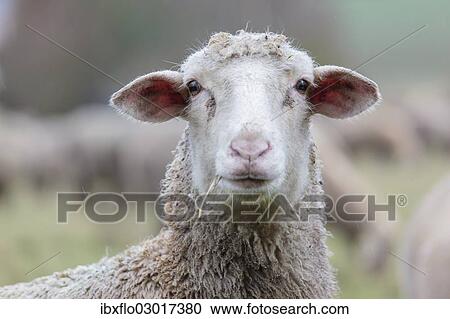 "Hybrid cross between a Blackhead Persian Sheep (Ovis aries steatopyga persica) and a Merino Sheep (Ovis aries hispanica), Offheim, Limburg an der Lahn, Hesse, Germany, Europe" View Large Photo Image Stock Image - "Hybrid cross between a Blackhead Persian Sheep (Ovis aries steatopyga persica) and a Merino Sheep (Ovis aries hispanica), Offheim, Limburg an der Lahn, Hesse, Germany, Europe". Fotosearch