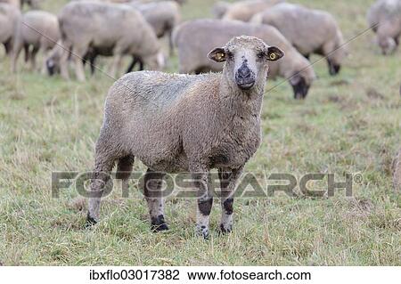 "Hybrid cross between a Blackhead Persian Sheep (Ovis aries steatopyga persica) and a Merino Sheep (Ovis aries hispanica), Offheim, Limburg an der Lahn, Hesse, Germany, Europe" View Large Photo Image Stock Image - "Hybrid cross between a Blackhead Persian Sheep (Ovis aries steatopyga persica) and a Merino Sheep (Ovis aries hispanica), Offheim, Limburg an der Lahn, Hesse, Germany, Europe". Fotosearch