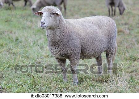 "Hybrid cross between a Blackhead Persian Sheep (Ovis aries steatopyga persica) and a Merino Sheep (Ovis aries hispanica), Offheim, Limburg an der Lahn, Hesse, Germany, Europe" View Large Photo Image Stock Photo - "Hybrid cross between a Blackhead Persian Sheep (Ovis aries steatopyga persica) and a Merino Sheep (Ovis aries hispanica), Offheim, Limburg an der Lahn, Hesse, Germany, Europe". Fotosearch