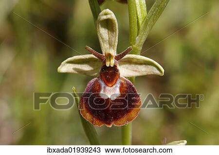 "Hybrid of a Spider Orchid and a Bumblebee Orchid (Ophrys sphegodes x Ophrys holoserica), flower, Koppelstein Nature Reserve, Rhineland-Palatinate, Germany, Europe" View Large Photo Image Stock Image - "Hybrid of a Spider Orchid and a Bumblebee Orchid (Ophrys sphegodes x Ophrys holoserica), flower, Koppelstein Nature Reserve, Rhineland-Palatinate, Germany, Europe". Fotosearch