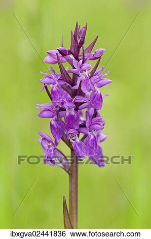Hybrid Orchid (Dactylorhiza hybrids) View Large Photo Image Stock Photograph - Hybrid Orchid (Dactylorhiza hybrids). Fotosearch