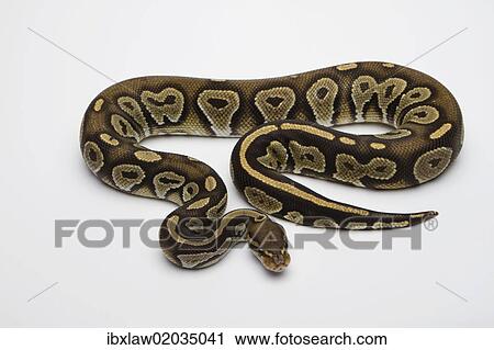 "Hypo Black Head Hat Albino Ball Python or Royal Python (Python regius), male" View Large Photo Image Stock Image - "Hypo Black Head Hat Albino Ball Python or Royal Python (Python regius), male". Fotosearch