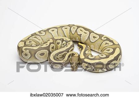 Stock Photo - "Hypo Mojave Ball Python or Royal Python (Python regius), female". Fotosearch