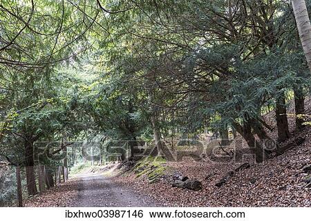 "Ibengarten nature reserve, Common yew (Taxus baccata), Biosphere Reserve Rhon, Dermbach, Thuringia, Germany, Europe" View Large Photo Image Stock Photograph - "Ibengarten nature reserve, Common yew (Taxus baccata), Biosphere Reserve Rhon, Dermbach, Thuringia, Germany, Europe". Fotosearch