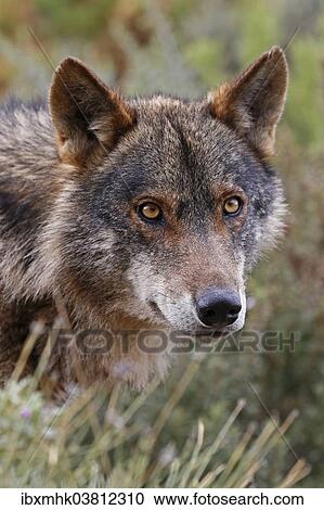 "Iberian Wolf (Canis lupus lupus), Antequera, Spain, Europe" View Large Photo Image Stock Image - "Iberian Wolf (Canis lupus lupus), Antequera, Spain, Europe". Fotosearch