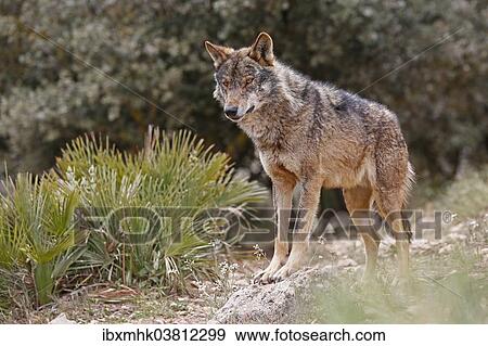 Stock Photo - "Iberian Wolf (Canis lupus lupus), Antequera, Spain, Europe". Fotosearch