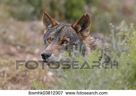 "Iberian Wolf (Canis lupus lupus), Antequera, Spain, Europe" View Large Photo Image Stock Photo - "Iberian Wolf (Canis lupus lupus), Antequera, Spain, Europe". Fotosearch