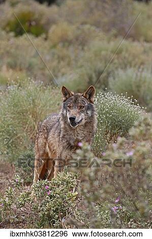 "Iberian Wolf (Canis lupus lupus), Antequera, Spain, Europe" View Large Photo Image Stock Photograph - "Iberian Wolf (Canis lupus lupus), Antequera, Spain, Europe". Fotosearch