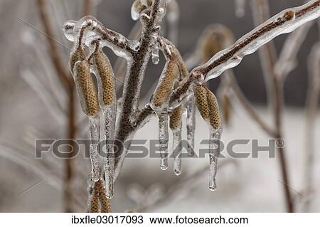 "Ice-coated male catkins, inflorescence, Common Hazel (Corylus avellana), wienerwald, Sulz im Wienerwald, Lower Austria, Austria, Europe" View Large Photo Image Stock Image - "Ice-coated male catkins, inflorescence, Common Hazel (Corylus avellana), wienerwald, Sulz im Wienerwald, Lower Austria, Austria, Europe". Fotosearch