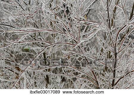 "Ice-coated shrub, wienerwald, Sulz im Wienerwald, Lower Austria, Austria, Europe" View Large Photo Image Stock Photo - "Ice-coated shrub, wienerwald, Sulz im Wienerwald, Lower Austria, Austria, Europe". Fotosearch