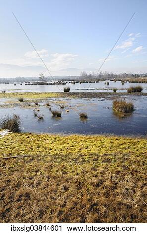 "Ice-covered water surface of a renatured peat-mining area, with Peat Moss (Sphagnum fallax), Grundbeckenmoor, near Nicklheim, Alpine Foothills, Bavaria, Germany, Europe" View Large Photo Image Stock Image - "Ice-covered water surface of a renatured peat-mining area, with Peat Moss (Sphagnum fallax), Grundbeckenmoor, near Nicklheim, Alpine Foothills, Bavaria, Germany, Europe". Fotosearch