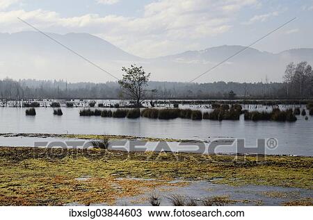 "Ice-covered water surface of a renatured peat-mining area, with Peat Moss (Sphagnum fallax), Grundbeckenmoor, near Nicklheim, Alpine Foothills, Bavaria, Germany, Europe" View Large Photo Image Stock Image - "Ice-covered water surface of a renatured peat-mining area, with Peat Moss (Sphagnum fallax), Grundbeckenmoor, near Nicklheim, Alpine Foothills, Bavaria, Germany, Europe". Fotosearch