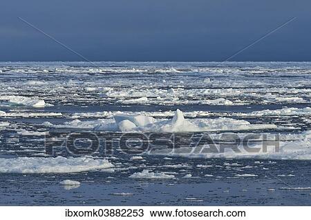 "Ice floes, edge of pack-ice, Arctic Ocean, Spitsbergen Island, Svalbard Archipelago, Svalbard and Jan Mayen, Norway, Europe" View Large Photo Image Stock Image - "Ice floes, edge of pack-ice, Arctic Ocean, Spitsbergen Island, Svalbard Archipelago, Svalbard and Jan Mayen, Norway, Europe". Fotosearch