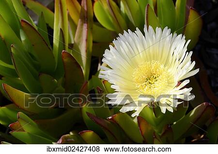 "Ice plant, Highway ice plant, Pigface or Hottentot fig (Carpobrotus edulis), dunes south of Bastia, Corsica, France, Europe" View Large Photo Image Stock Photo - "Ice plant, Highway ice plant, Pigface or Hottentot fig (Carpobrotus edulis), dunes south of Bastia, Corsica, France, Europe". Fotosearch