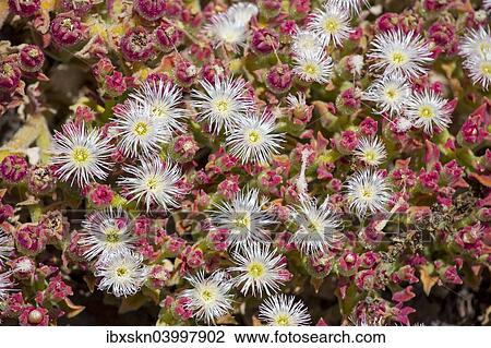 "Ice Plant or Crystalline Iceplant (Mesembryanthemum crystallinum), Valle Gran Rey, La Gomera, Canary Islands, Spain, Europe" View Large Photo Image Stock Image - "Ice Plant or Crystalline Iceplant (Mesembryanthemum crystallinum), Valle Gran Rey, La Gomera, Canary Islands, Spain, Europe". Fotosearch