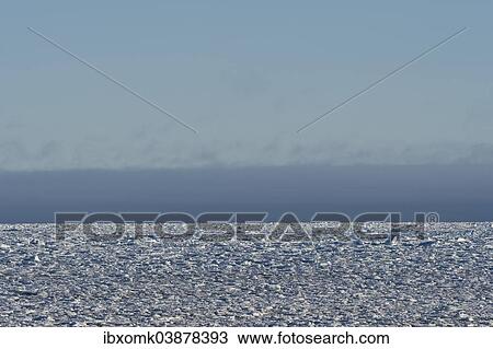 "Icebergs, pack ice, Arctic Ocean, Spitsbergen, Svalbard Islands, Svalbard and Jan Mayen, Norway, Europe" View Large Photo Image Stock Image - "Icebergs, pack ice, Arctic Ocean, Spitsbergen, Svalbard Islands, Svalbard and Jan Mayen, Norway, Europe". Fotosearch