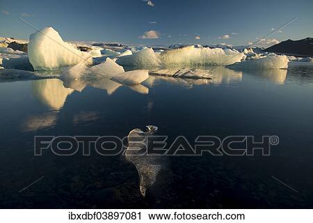 "Icebergs reflected in Jokulsarlon Glacier Lagoon, Vatnajokull Glacier, Austurland, East Iceland, Iceland, Europe" View Large Photo Image Stock Image - "Icebergs reflected in Jokulsarlon Glacier Lagoon, Vatnajokull Glacier, Austurland, East Iceland, Iceland, Europe". Fotosearch