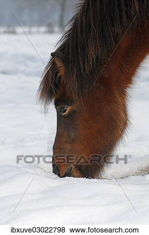 "Iceland Horse, gelding, looking for food in snow, Germany, Europe" View Large Photo Image Stock Photo - "Iceland Horse, gelding, looking for food in snow, Germany, Europe". Fotosearch
