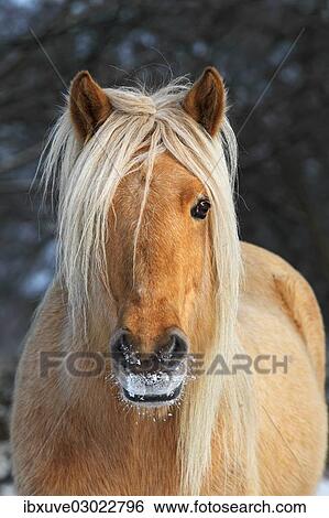 "Iceland Horse in winter, mare, portrait, Germany, Europe" View Large Photo Image Stock Photograph - "Iceland Horse in winter, mare, portrait, Germany, Europe". Fotosearch