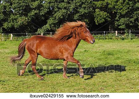 "Iceland horse, running mare" View Large Photo Image Stock Photography - "Iceland horse, running mare". Fotosearch