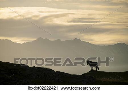 "Iceland horse, silhouette, south-eastern coast, Iceland, Europe" View Large Photo Image Stock Image - "Iceland horse, silhouette, south-eastern coast, Iceland, Europe". Fotosearch