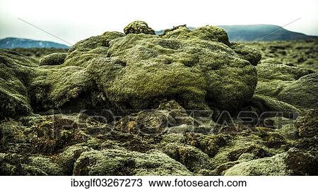 Stock Image - "Iceland moss (Cetraria islandica) on lava rocks, Stoovarfjorour, Southern Region, Iceland, Europe". Fotosearch