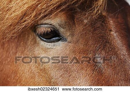 "Icelandic horse, detail view of the eye, southern Iceland, Iceland, Europe" View Large Photo Image Stock Image - "Icelandic horse, detail view of the eye, southern Iceland, Iceland, Europe". Fotosearch