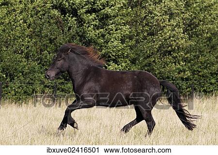 "Icelandic horse (Equus przewalskii f caballus), black gelding galloping" View Large Photo Image Stock Image - "Icelandic horse (Equus przewalskii f caballus), black gelding galloping". Fotosearch