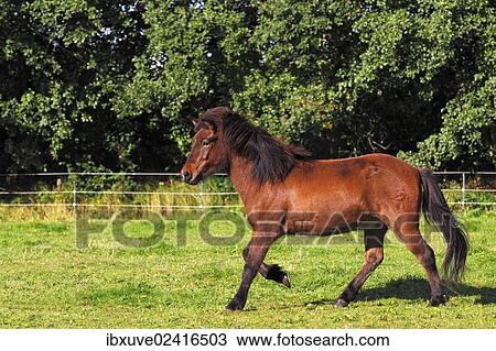 "Icelandic horse (Equus przewalskii f caballus), gelding in the pasture" View Large Photo Image Stock Image - "Icelandic horse (Equus przewalskii f caballus), gelding in the pasture". Fotosearch