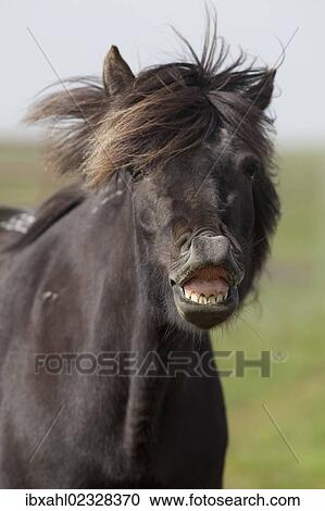 Stock Image - "Icelandic horse flehming, portrait, South Iceland, Iceland, Europe". Fotosearch