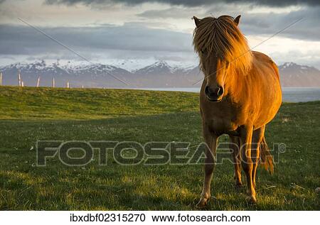"Icelandic horse, Husavik area, Norourland eystra region, or north-east region, Iceland, Europe" View Large Photo Image Stock Image - "Icelandic horse, Husavik area, Norourland eystra region, or north-east region, Iceland, Europe". Fotosearch