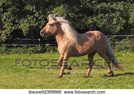 Stock Photograph - "Icelandic Horse, mare running". Fotosearch