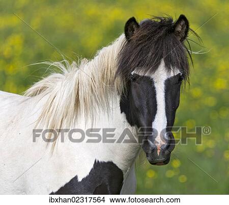 "Icelandic horse on a flower meadow, Iceland, Europe" View Large Photo Image Picture - "Icelandic horse on a flower meadow, Iceland, Europe". Fotosearch