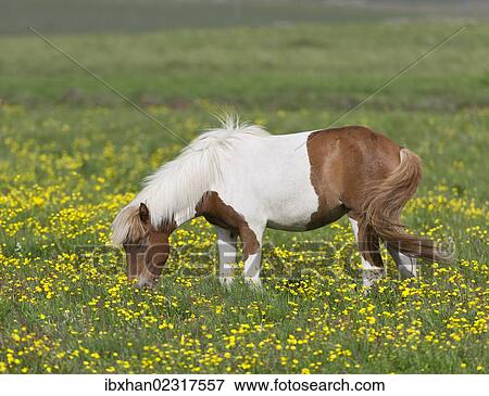 "Icelandic horse on a flower meadow, Iceland, Europe" View Large Photo Image Stock Photo - "Icelandic horse on a flower meadow, Iceland, Europe". Fotosearch