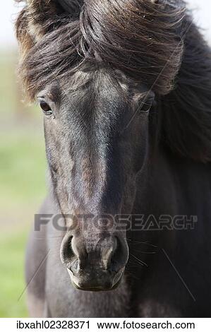 "Icelandic horse, portrait, South Iceland, Iceland, Europe" View Large Photo Image Stock Image - "Icelandic horse, portrait, South Iceland, Iceland, Europe". Fotosearch