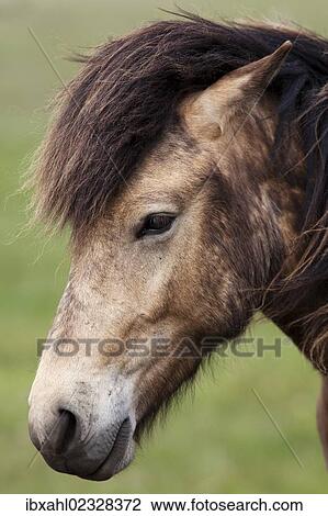 Stock Image - "Icelandic horse, portrait, South Iceland, Iceland, Europe". Fotosearch