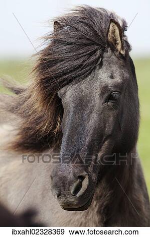 "Icelandic horse, portrait, South Iceland, Iceland, Europe" View Large Photo Image Stock Photo - "Icelandic horse, portrait, South Iceland, Iceland, Europe". Fotosearch