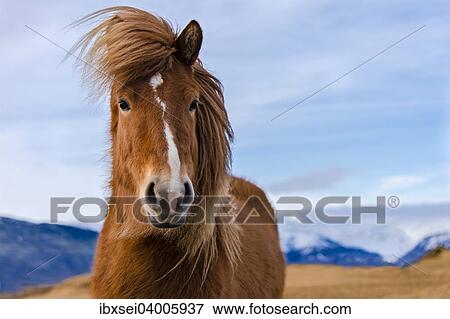 "Icelandic horse, portrait, Vik, Iceland, Europe" View Large Photo Image Stock Photo - "Icelandic horse, portrait, Vik, Iceland, Europe". Fotosearch