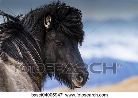 "Icelandic horse, portrait, Vik, Iceland, Europe" View Large Photo Image Stock Photo - "Icelandic horse, portrait, Vik, Iceland, Europe". Fotosearch