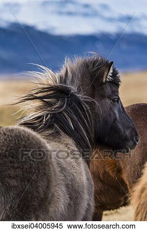 "Icelandic horse, rear view, Vik, Iceland, Europe" View Large Photo Image Stock Photography - "Icelandic horse, rear view, Vik, Iceland, Europe". Fotosearch