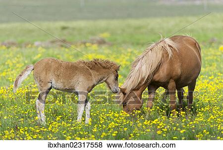 "Icelandic horse with a foal on a flower meadow, Iceland, Europe" View Large Photo Image Stock Photo - "Icelandic horse with a foal on a flower meadow, Iceland, Europe". Fotosearch