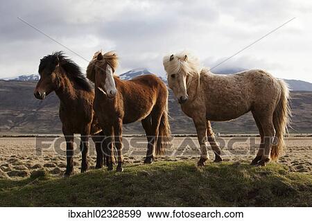 Stock Photo - "Icelandic horses, Bloendues, North Iceland, Iceland, Europe". Fotosearch